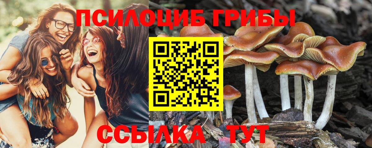 Белово  Галлюциногенные грибы Psilocybine cubensis  Вход с VPN 